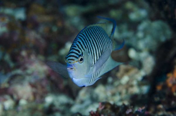 Indonesia, Papua, Cenderawasih Bay Angelfish